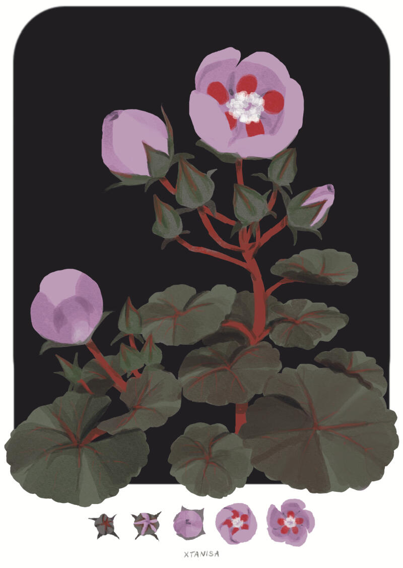 Eremalche rotundifolia a bunch of guide Malvaceae ed. Digital 2023