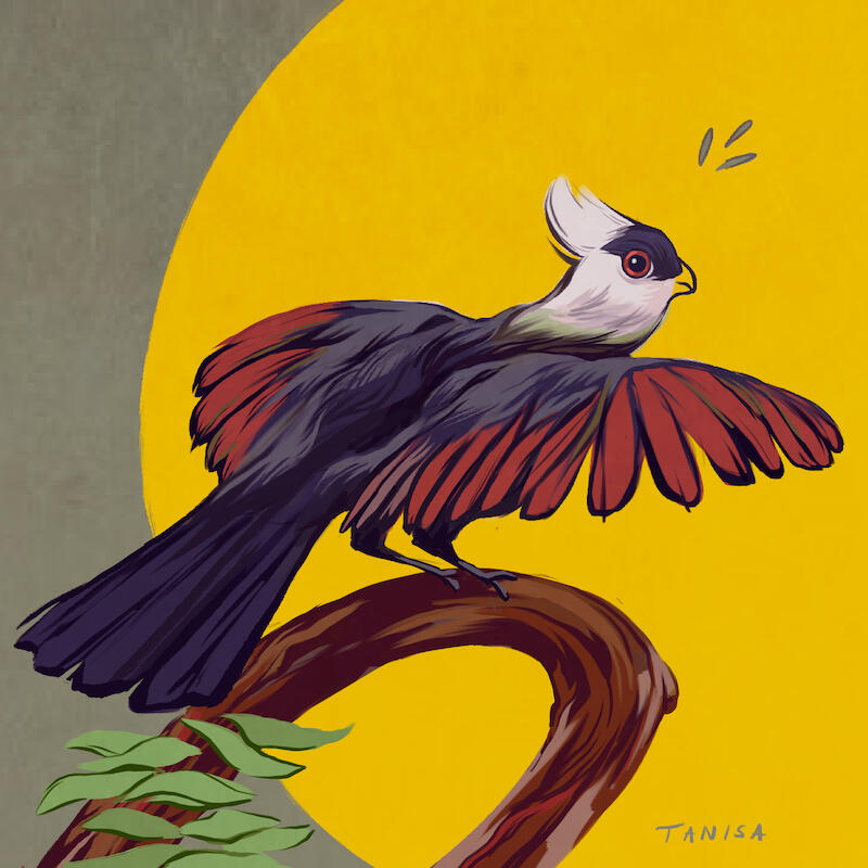 White-crested Turaco