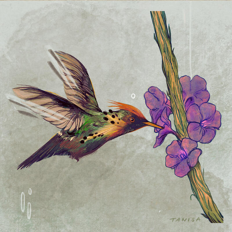 Tufted Coquette