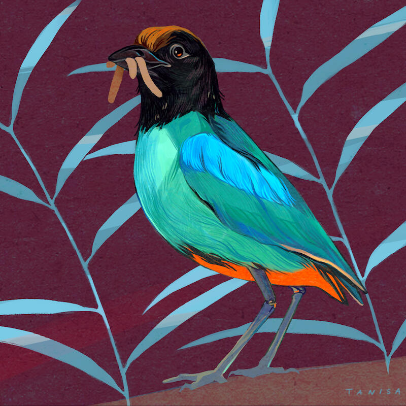 Hooded Pitta
